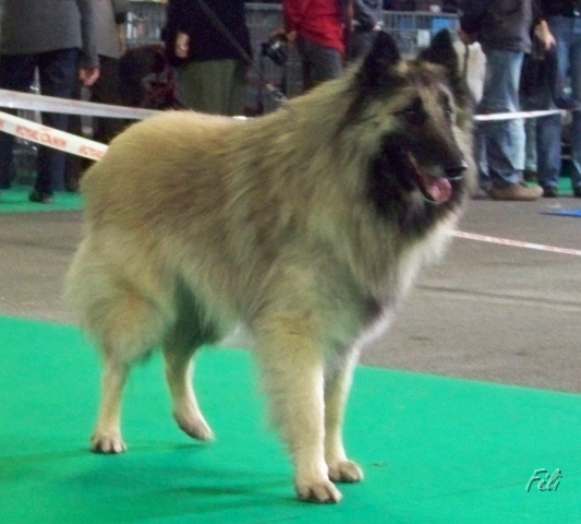 n°78 Banzai du parc jonageois 528.jpg